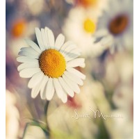 Фотоальбом UFO PP-46200 10х15х200 Camomile(24)