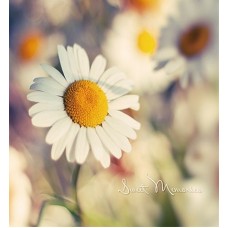 Фотоальбом UFO PP-46200 10х15х200 Camomile(24)