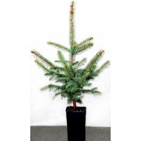 Ялина  "Європейська" 5-річна 60-80см в горщику P12, 2л