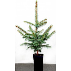 Ялина  "Європейська" 5-річна 60-80см в горщику P12, 2л
