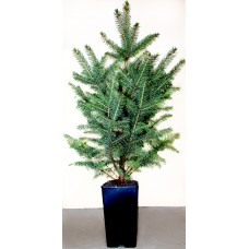 Ялина  "Блакитна" 5-річна 60-80см в горщику P12, 2л