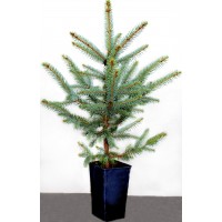 Ялина  "Європейська" 5-річна 100-115см в горщику P12, 2л