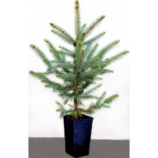 Ялина  "Європейська" 5-річна 100-115см в горщику P12, 2л