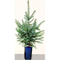 Ялина  "Блакитна" 5-річна 110-115см в горщику P12, 2л