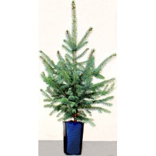 Ялина  "Блакитна" 5-річна 110-115см в горщику P12, 2л