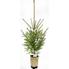 Ель живая "Рождественское дерево" Европейская 5-летняя 100-120см в горшке P12, 2л