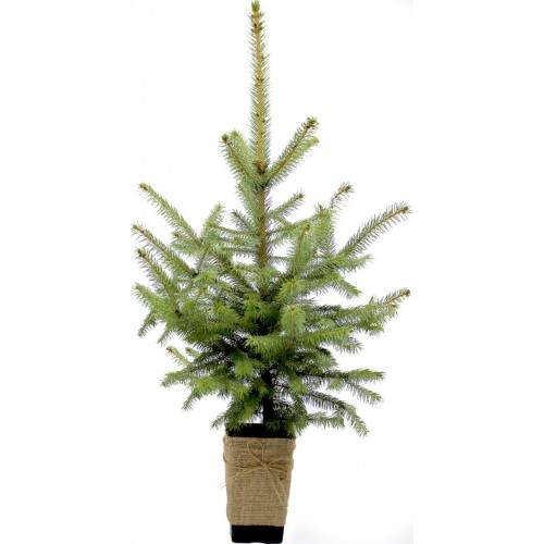 Ялина жива "Різдвяне дерево" Блакитна 5-річна 100-120см в горщику P12, 2л