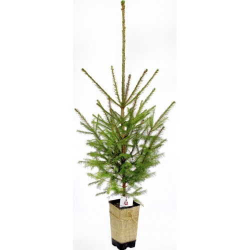 Ель живая "Рождественское дерево" Европейская 5-летняя 50-70см в горшке P12, 2л 