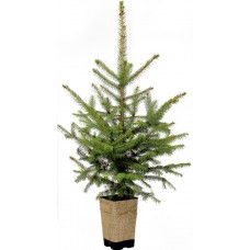 Ель "Рождественское дерево" Голубая 5-летняя 50-70см в горшке P12, 2л