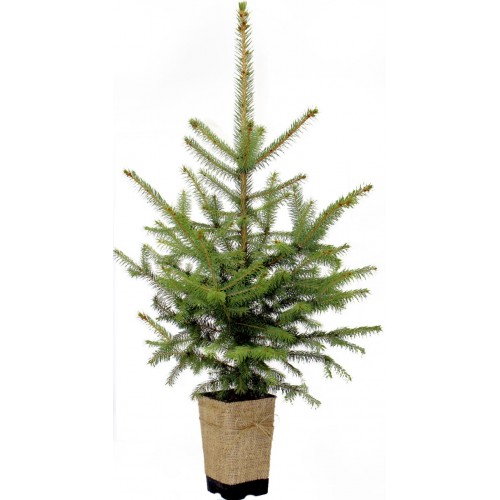 Ель живая "Рождественское дерево" Голубая 5-летняя 50-70см в горшке P12, 2л 