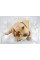 Коробка-бокс пласт. "Qutu Light Box" Cats and Dogs з кришкою 10л №92891