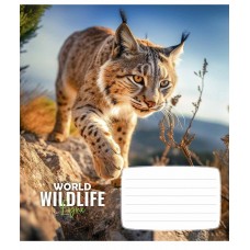 Зошит 12арк. кліт. Школярик "Wildlife" ВД-лак №012-3679K(30)(300)