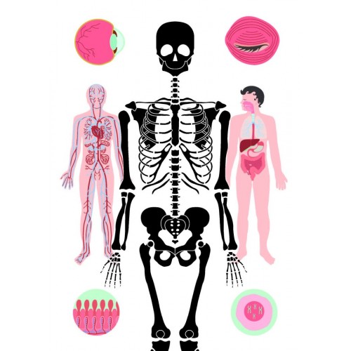 Книжка А5 "Тіло людини" №7029/Vivat/(20)