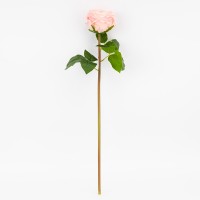 Троянда піоновидна пудрова 53см №2025-027(24)