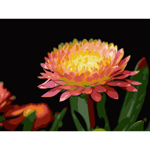 Картини по номерах "Квітка гербери на чорному фоні" 30х40см №FH-28/Strateg/
