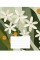 Зошит 24арк. лін. Школярик "Lovely blooming" виб. УФ-лак №024-3674L(25)(200)