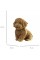Пазли 3D "Cartonic" Maltipoo