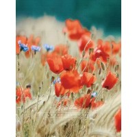 Фотоальбом "UFO" №PP-46200 10х15х200 Poppies