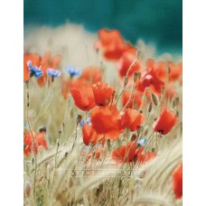 Фотоальбом "UFO" №PP-46200 10х15х200 Poppies