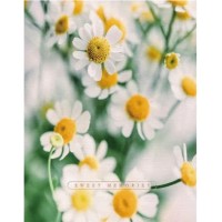 Фотоальбом "UFO" №PP-46200 10х15х200 Сute Daisies
